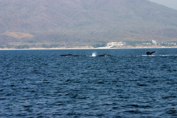 More whales